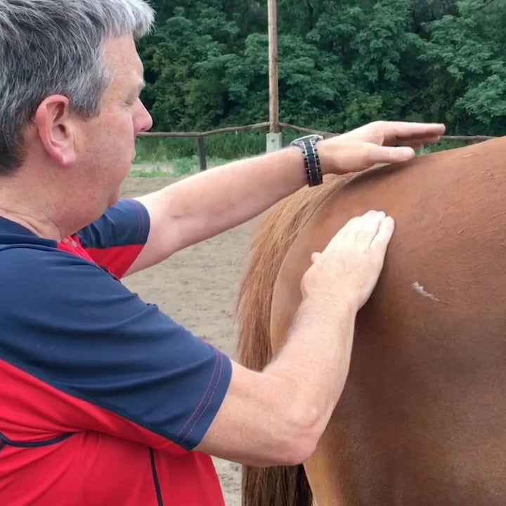 Trigger Point Therapy for Horses (4 CEUs)