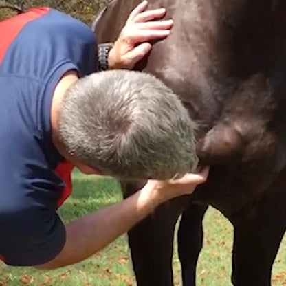 Trigger Point Therapy for Horses (4 CEUs)